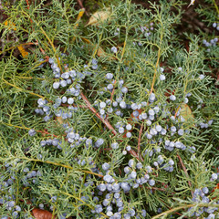 Juniperus horizontalis | Haie au feuillage bleu argenté du genévrier horizontal, aux petites baies noir-bleuté décoratives en hiver