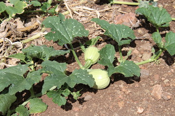 fresh green lettuce in the garden