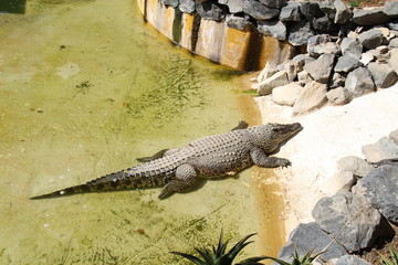 crocodile with mouth wide open