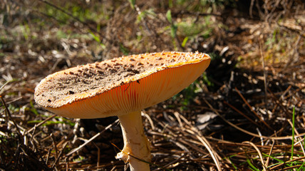 mushroom in the forest