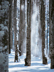 Naklejka na ściany i meble trees covered with snow on frosty morning.Falling snowflakes. Beautiful winter panorama