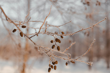 winter landscapes snow-covered trees