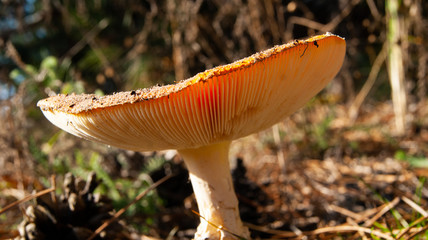 mushroom in the forest