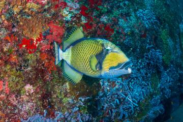 Naklejka na ściany i meble Large Titan Triggerfish feeding on a tropical coral reef in Thailand