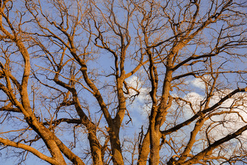 empty tree branches against the sky