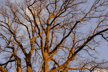 empty tree branches against the sky