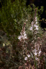 beautiful asphodelus plant in bloom