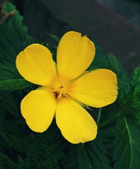 Fototapeta premium Damiana Flower in the garden 