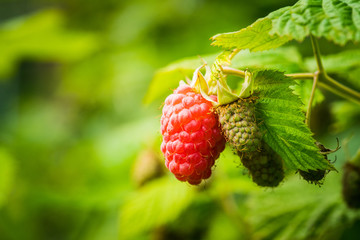 Branch with ripe raspberry in the garden. Selective focus. Shallow depth of field.