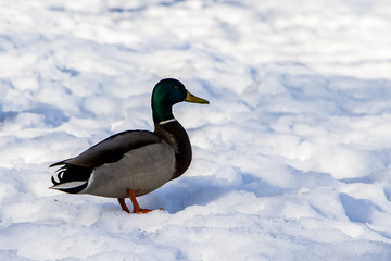 Wild ducks in winter on a snow background. A flock is looking for food.