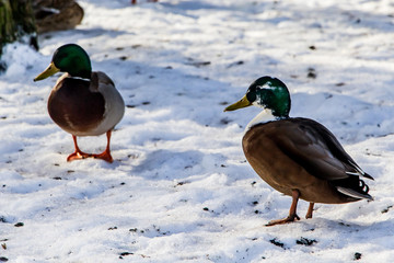 Wild ducks in winter on a snow background. A flock is looking for food.