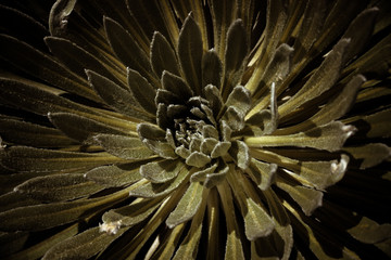 Plants from the moor