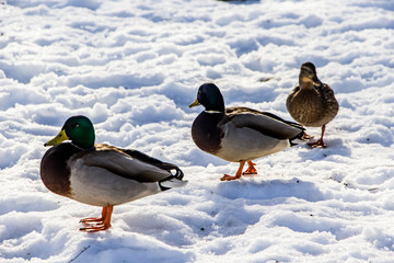 Wild ducks in winter on a snow background. A flock is looking for food.