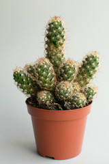 Cactus in orange pot at white background