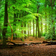 Passerelle dans une forêt printanière verte. Veluwe, Pays-Bas. Paysage panoramique. Grands feuillus (chêne, hêtre, érable), troncs d& 39 arbre, tapis de feuilles dorées. Nature, saisons, écologie, écotourisme