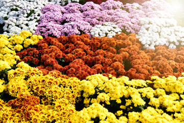 Chrysanthemum pattern in flowers park. Cluster of orange chrysanthemum flowers. Beautiful chrysanthemum as background picture in autumn. Many Chrysanthemum flowers growing in pots for sale.