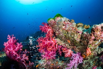 Beautiful, colorful corals on a tropical coral reef in the Similan Islands