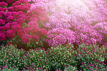 Obraz premium Chrysanthemum pattern in flowers park. Cluster of orange chrysanthemum flowers. Beautiful chrysanthemum as background picture in autumn. Many Chrysanthemum flowers growing in pots for sale.