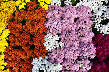 Chrysanthemum pattern in flowers park. Cluster of orange chrysanthemum flowers. Beautiful chrysanthemum as background picture in autumn. Many Chrysanthemum flowers growing in pots for sale.