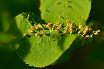 Gallmilben (Eriophyidae) an einem Blatt