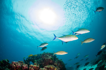 Fototapeta na wymiar Blue Fin Trevally hunting on a tropical coral reef in Thailand