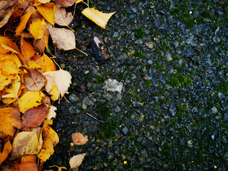 Yellow leaves on the ground background