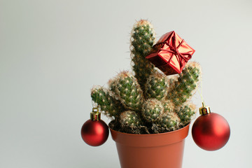 New year cactus in orange pot with red christmas balls and gift box at white background