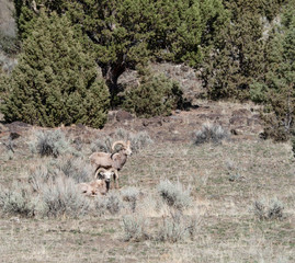 Wildlife in the High Desert of Oregon