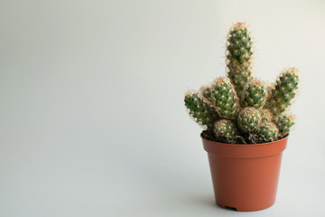Cactus in orange pot at white background
