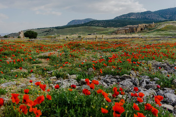 amapolas