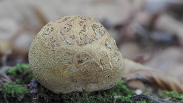 Common Earthball,  Scleroderma citrinum