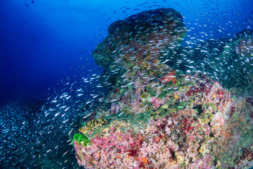 Beautiful, colorful soft and hard corals on a tropical coral reef (Koh Bon, Similan Islands) © whitcomberd
