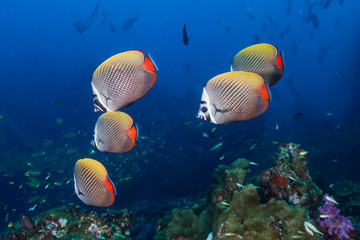 Fototapeta na wymiar Colorful red-tail Butterflyfish on a tropical coral reef in the Similan Islands