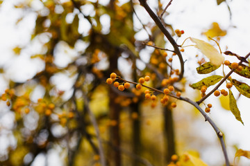  Beautiful autumn tree branches shot close