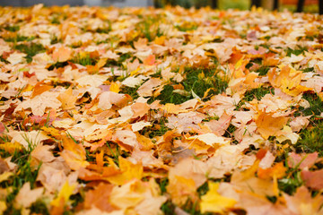  Fallen autumn yellowed leaves on a wet sidewalk. Autumn in the city
