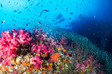 SCUBA divers on a colorful, tropical coral reef in Thailand