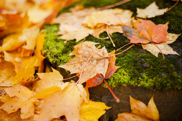  Fallen autumn yellowed leaves on a wet sidewalk. Autumn in the city