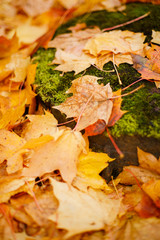  Fallen autumn yellowed leaves on a wet sidewalk. Autumn in the city