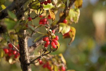 Red fruits of cornus officinalis, Beginning ripe Japanese cornelian cherry, on the branch