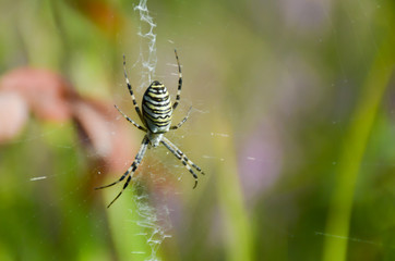 Argiope spider on a web