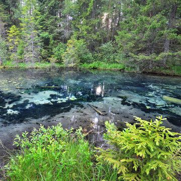 Forest spring at the beginning of the river in Endla nature park, Estonia
