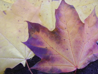 autumn leaves background