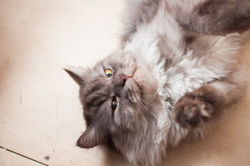 Close up view of gray cute kitten.