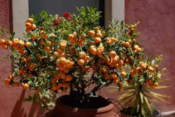 tangerine tree filled with fruits ina clay pot vase outdoors, sunny summer day