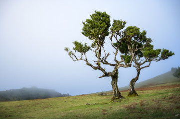 Fanal forest on Madeira