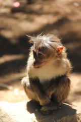 Photo of a Monkey sitting in a forest | Took with Dslr