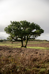 Obraz premium single tree in Fanal forest on Madeira