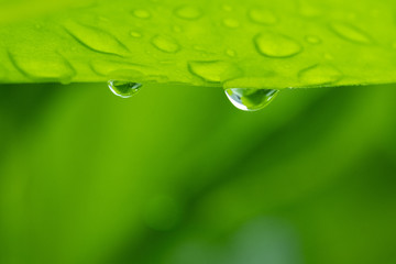 Water droplets hanging on green leaves after the rain