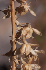 Digitalis purpurea fruits purple foxglove at the end of summer the pods containing the seeds appear open and empty in light brown