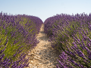 France, august 2019, Provence: Beautiful lavender fields on the Plateau of Valensole.